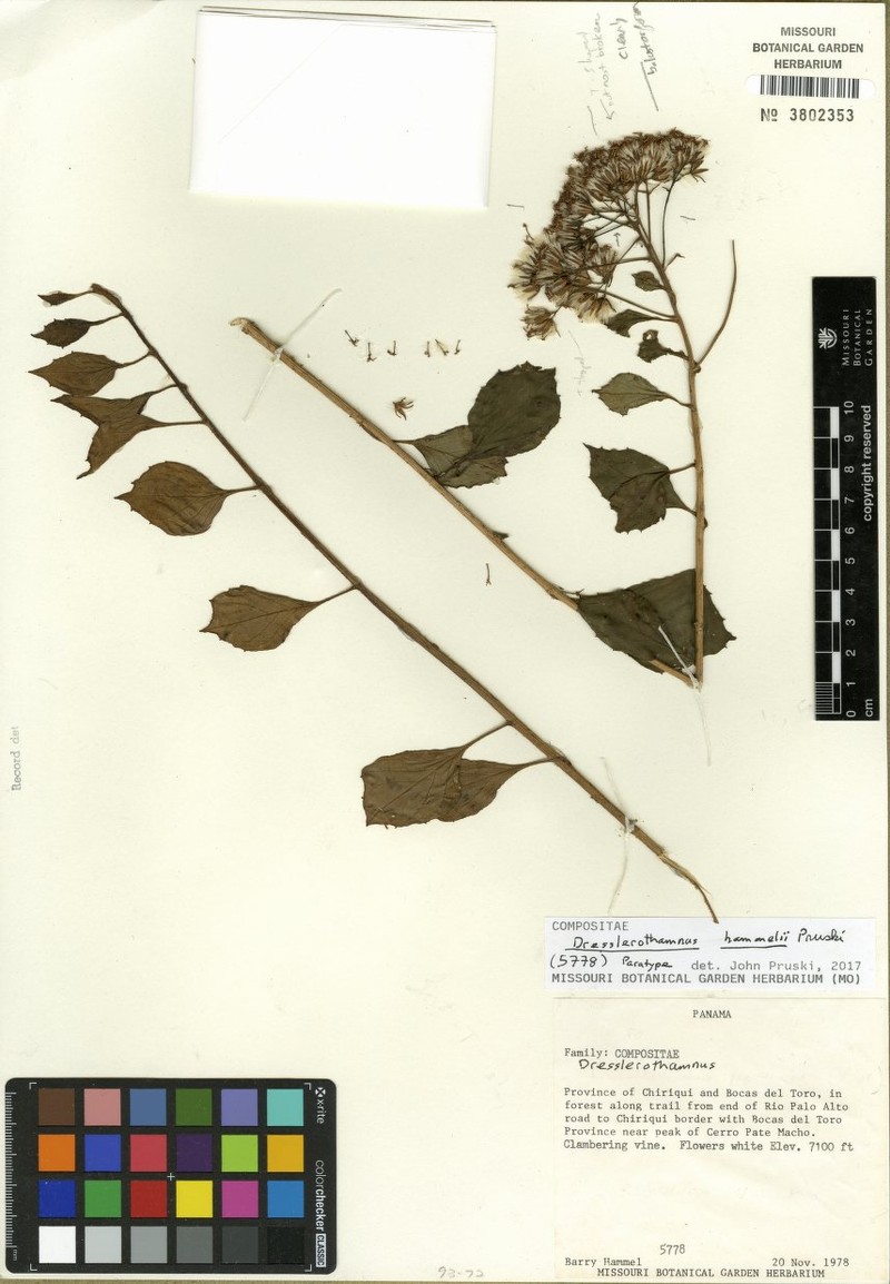 Dresslerothamnus hammelii photo 2