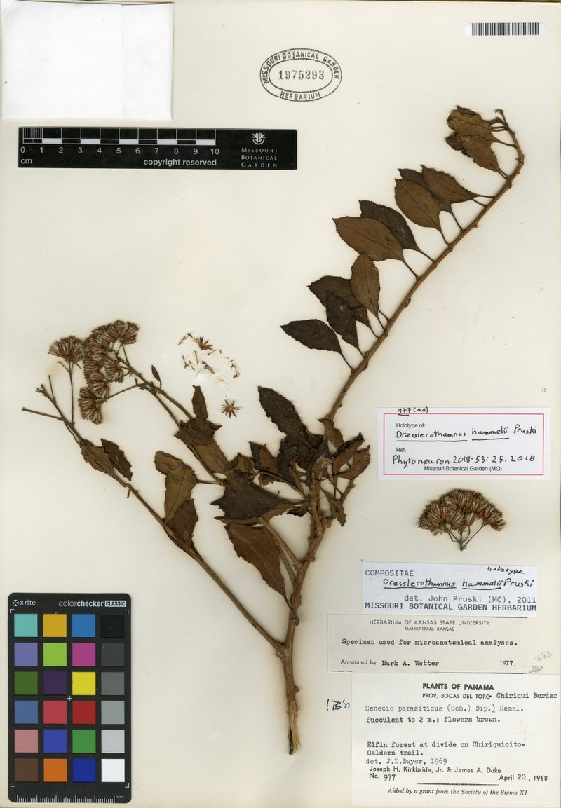 Dresslerothamnus hammelii photo 3