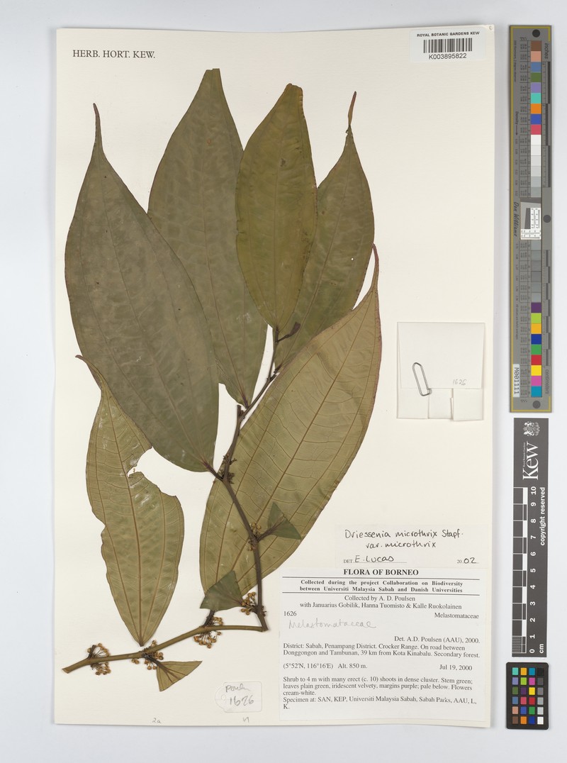 Driessenia microthrix var. microthrix