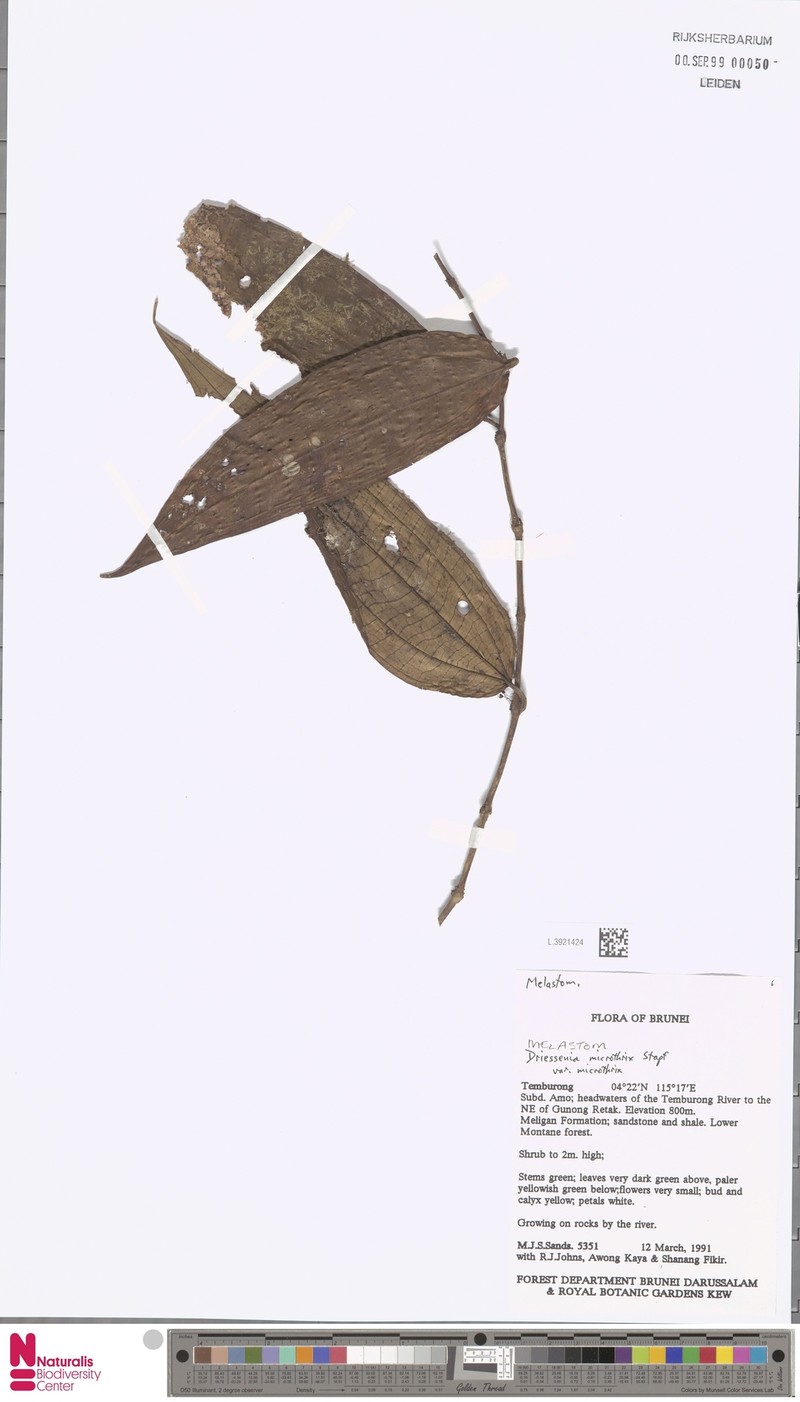 Driessenia microthrix var. microthrix photo 2