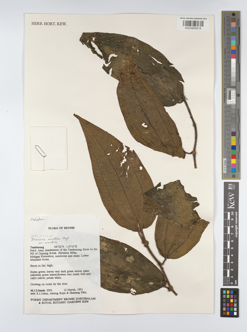 Driessenia microthrix var. microthrix photo 3