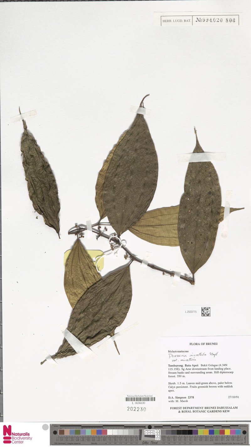 Driessenia microthrix var. microthrix photo 4