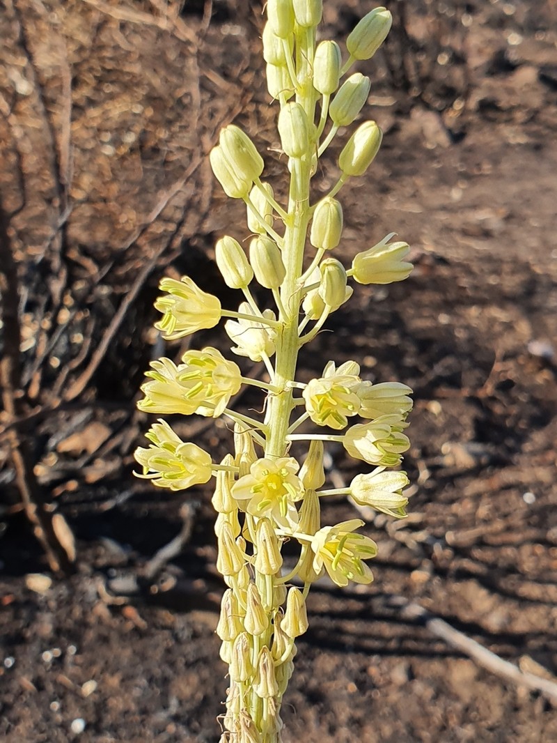 Drimia anthericoides