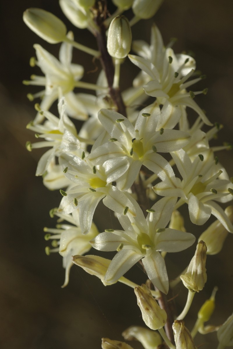 Drimia anthericoides photo 2