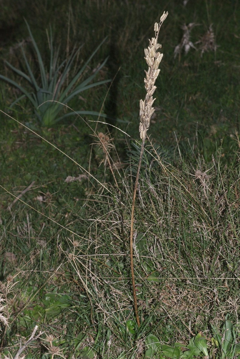 Drimia anthericoides photo 3