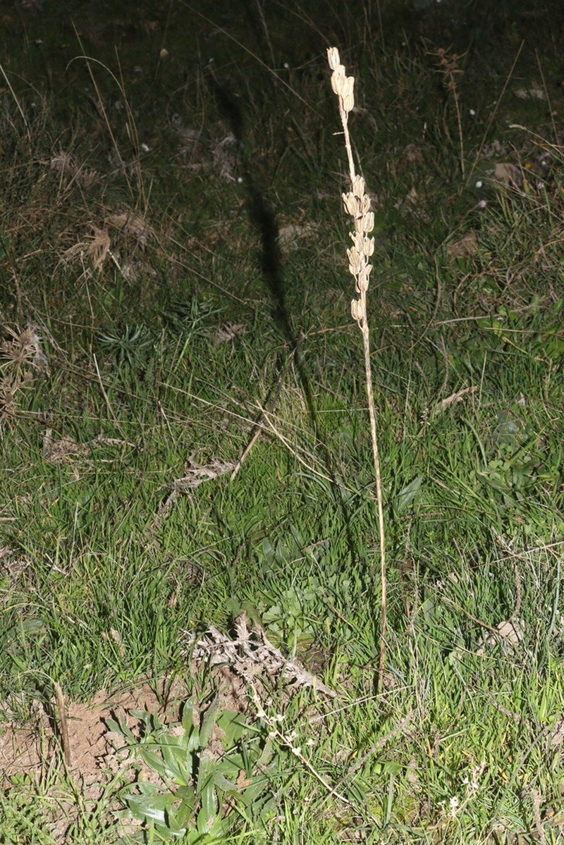 Drimia anthericoides photo 4