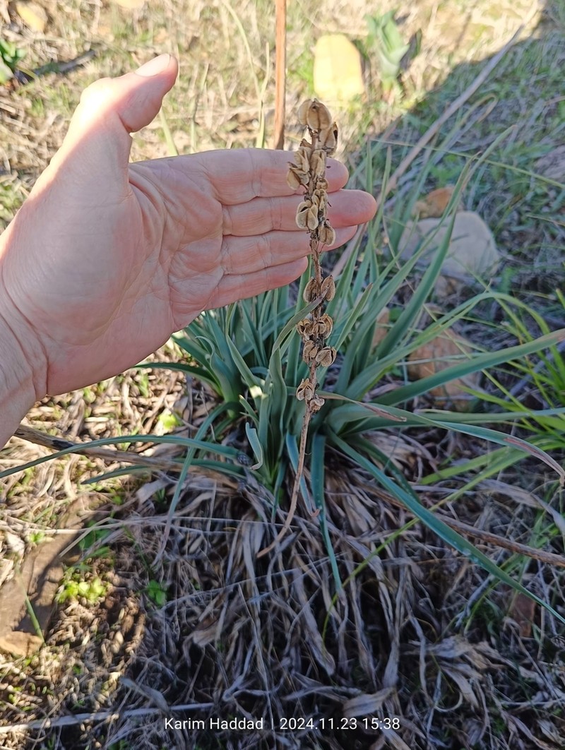Drimia anthericoides photo 5
