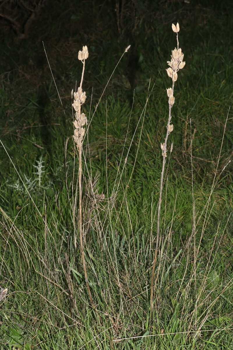 Drimia anthericoides photo 6