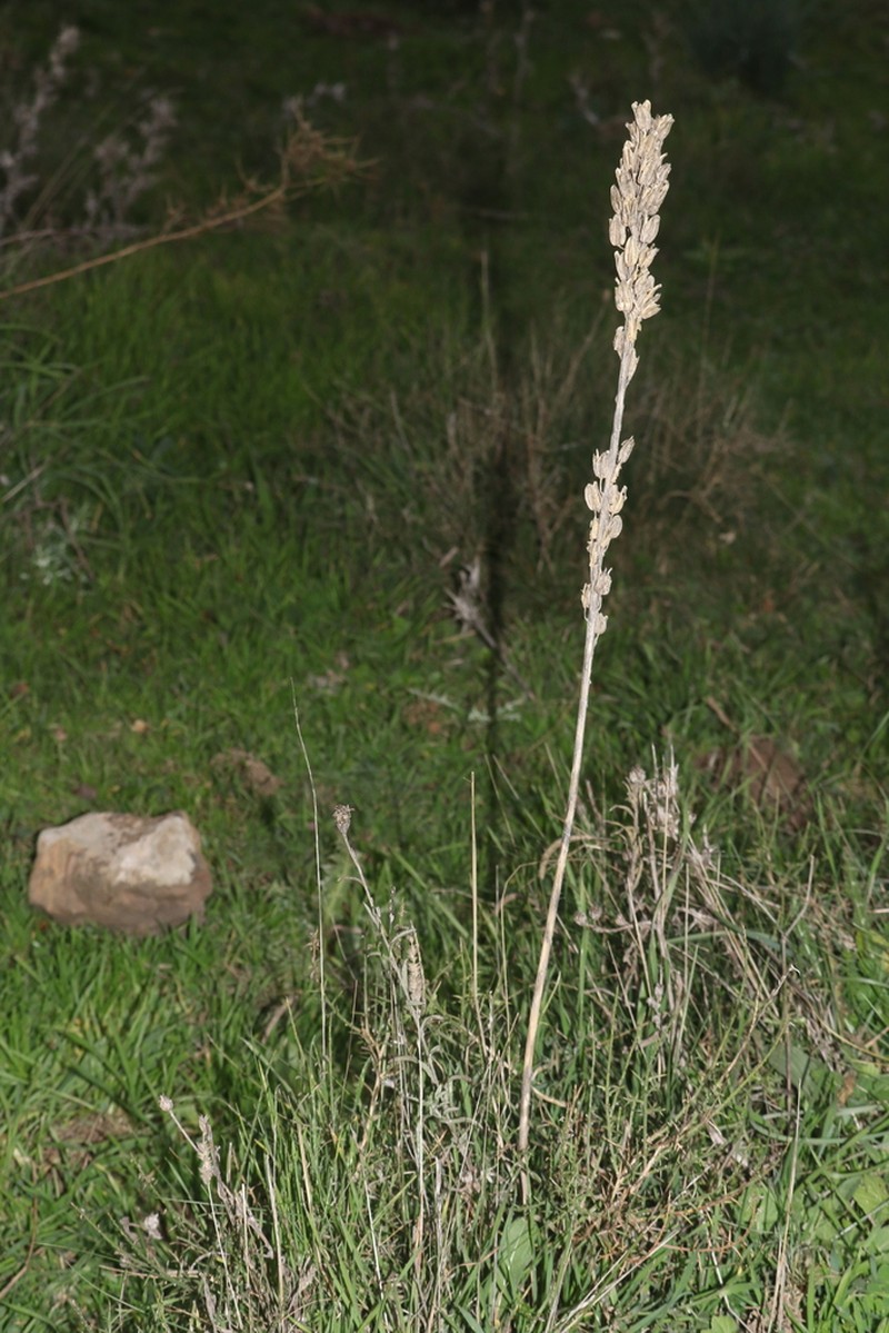 Drimia anthericoides photo 8