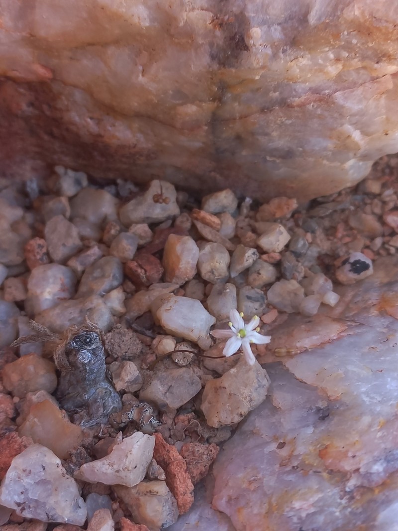 Drimia barbata