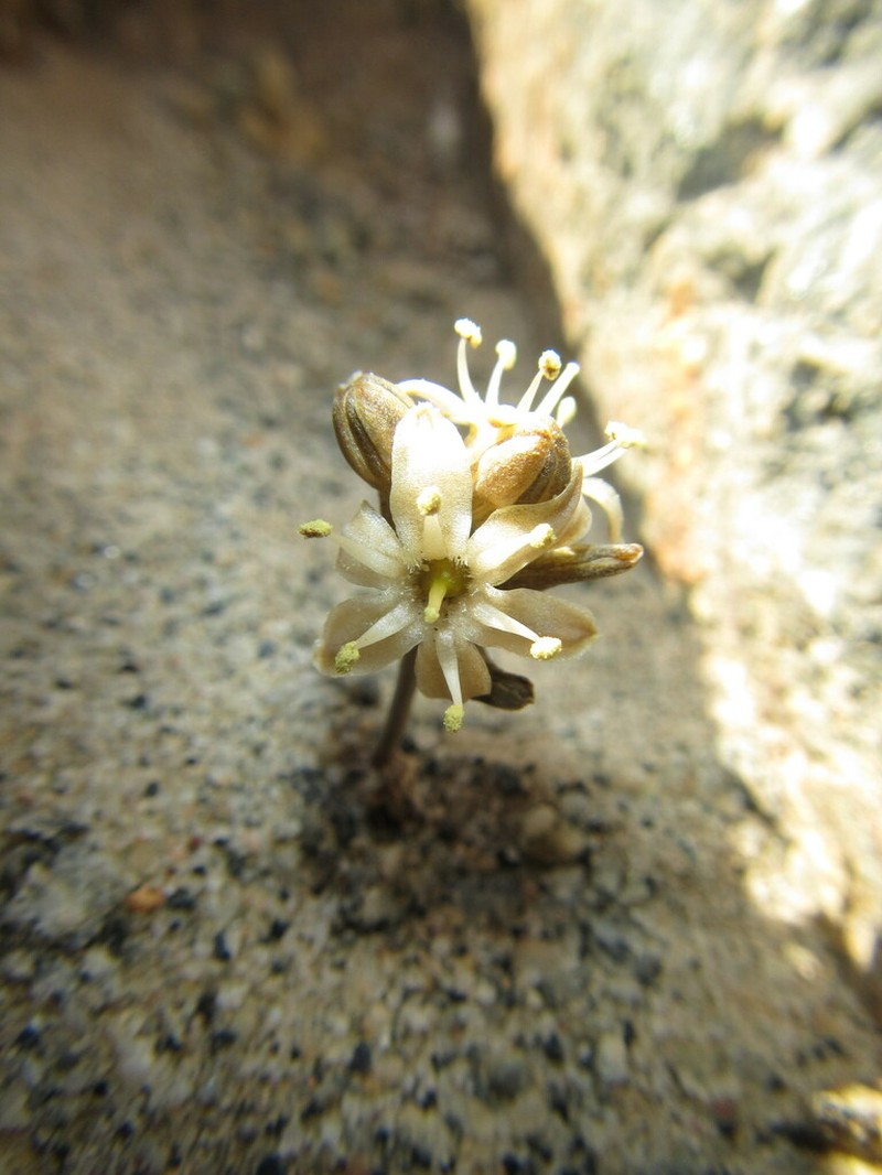 Drimia barbata photo 2