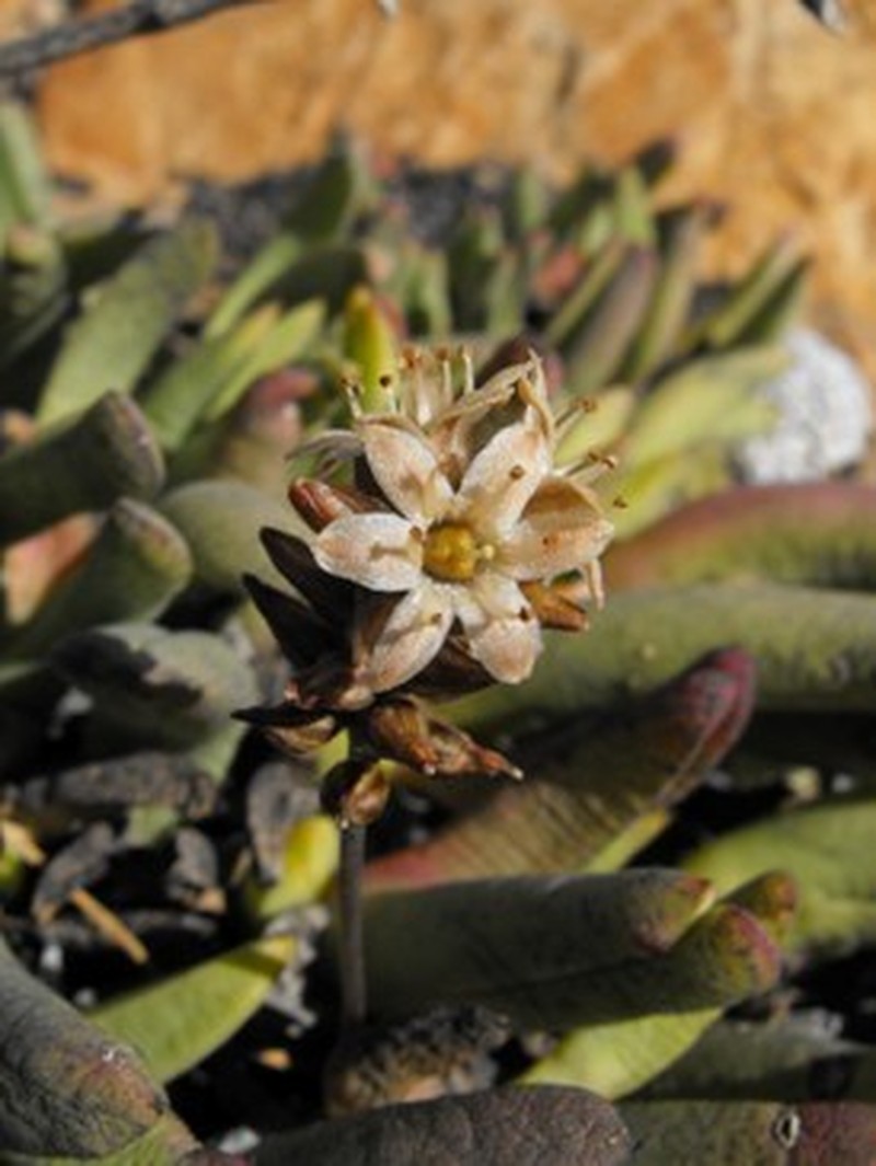 Drimia barbata photo 4