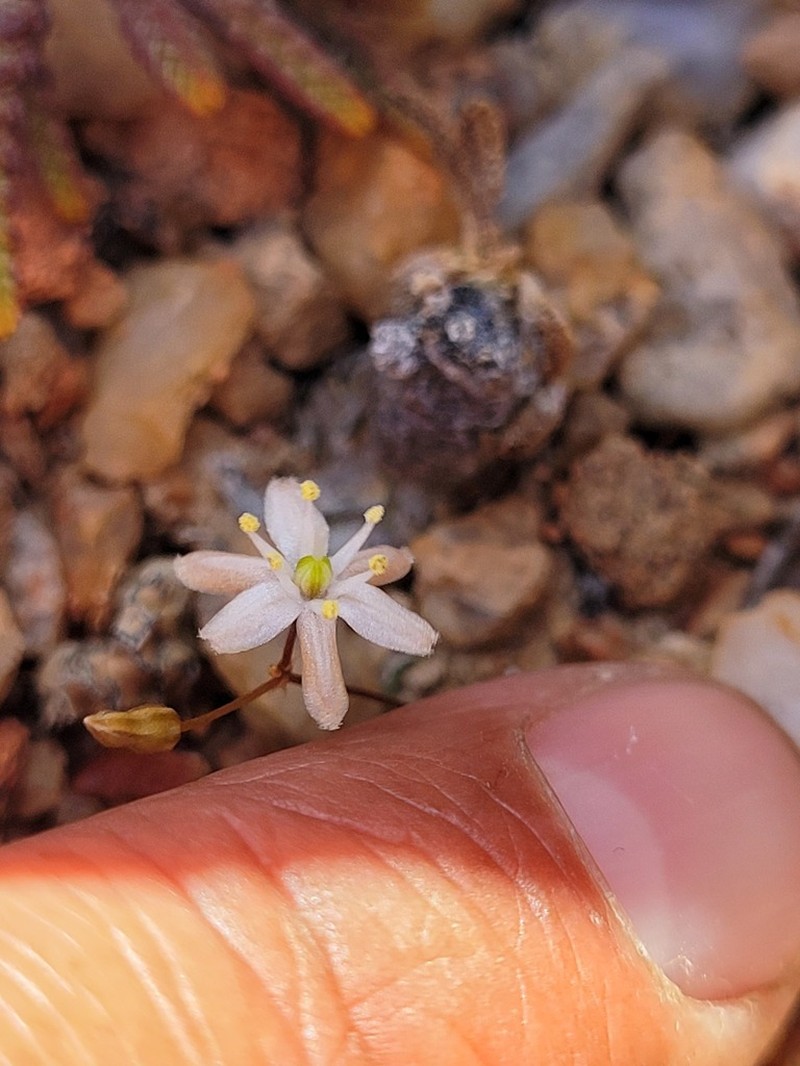 Drimia barbata photo 5