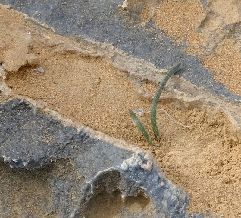 Drimia barbata photo 6