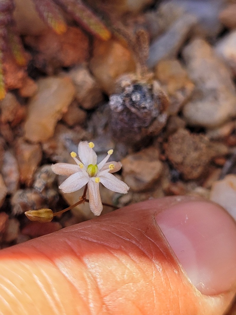 Drimia barbata photo 8