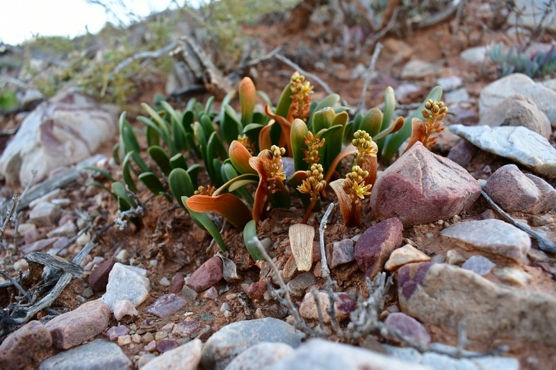 Drimia densiflora