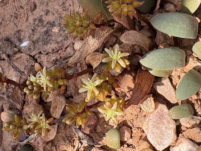Drimia densiflora photo 2