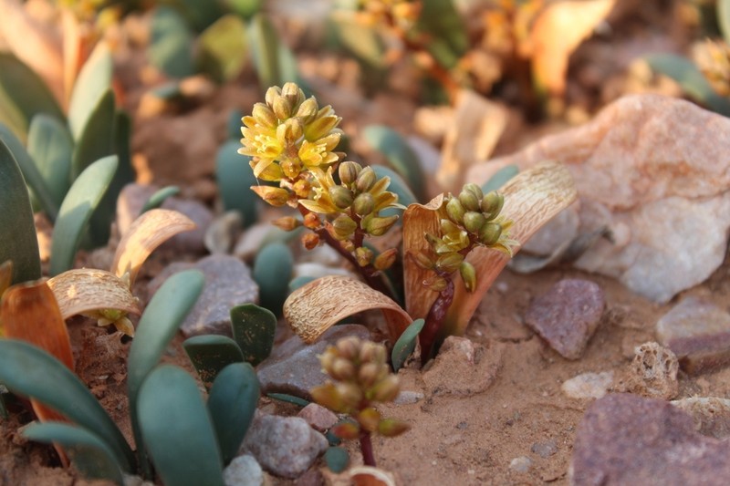 Drimia densiflora photo 3