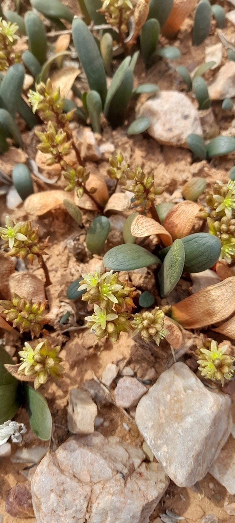 Drimia densiflora photo 4