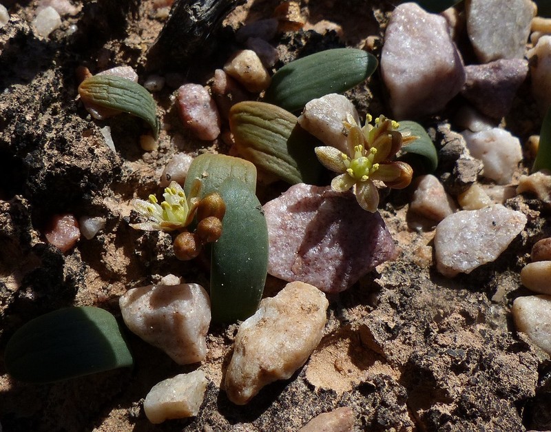 Drimia densiflora photo 5