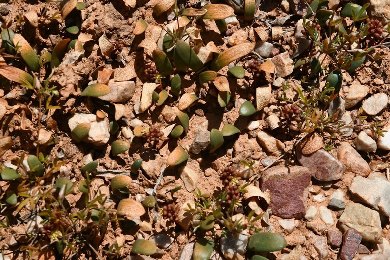 Drimia densiflora photo 7
