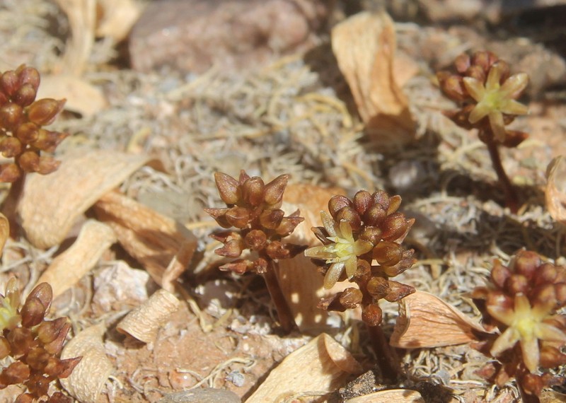 Drimia densiflora photo 8