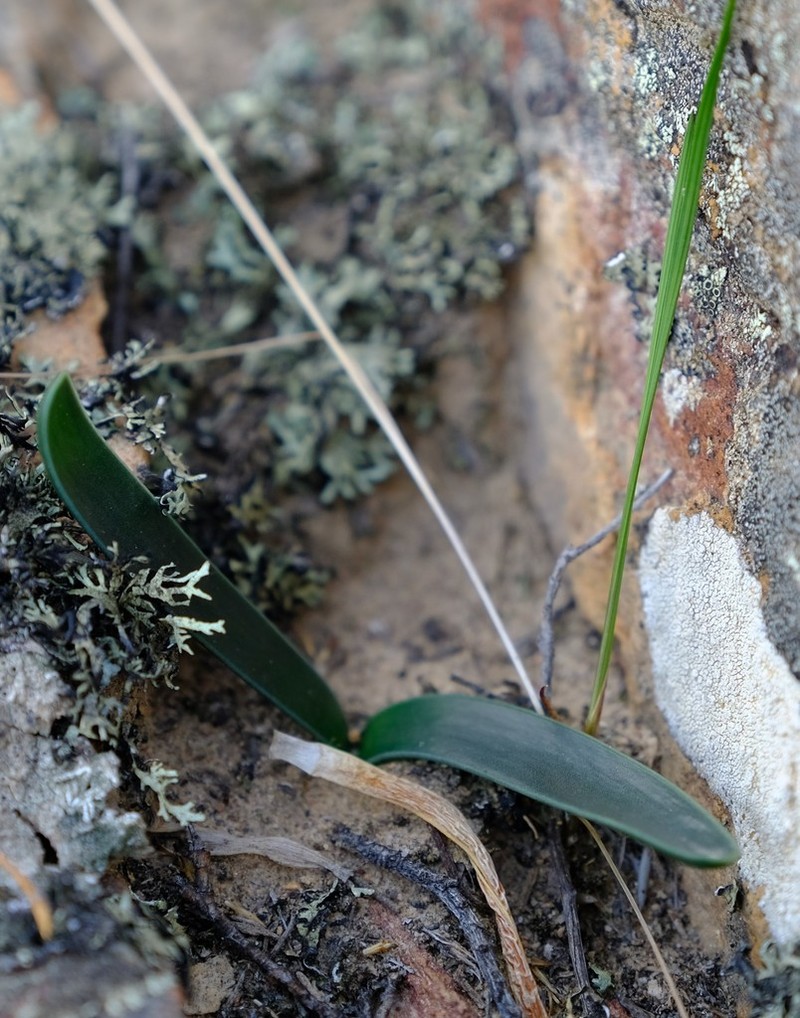Drimia ecklonii