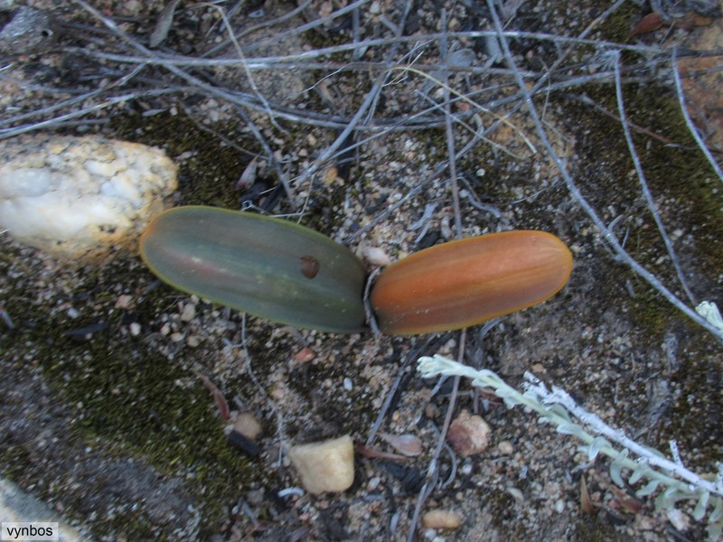 Drimia ecklonii photo 2