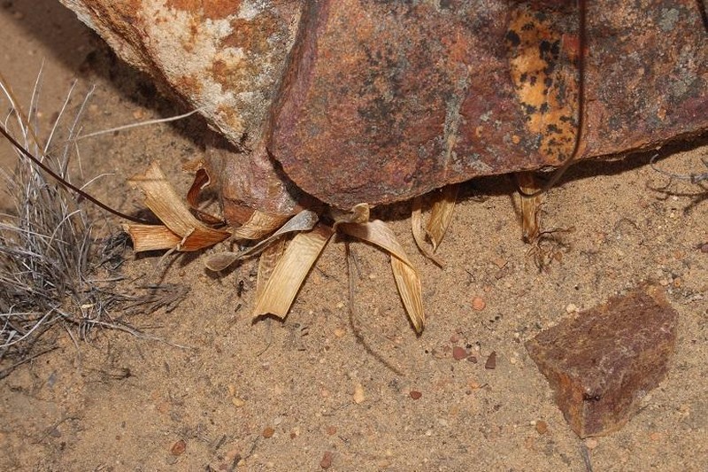 Drimia ecklonii photo 3