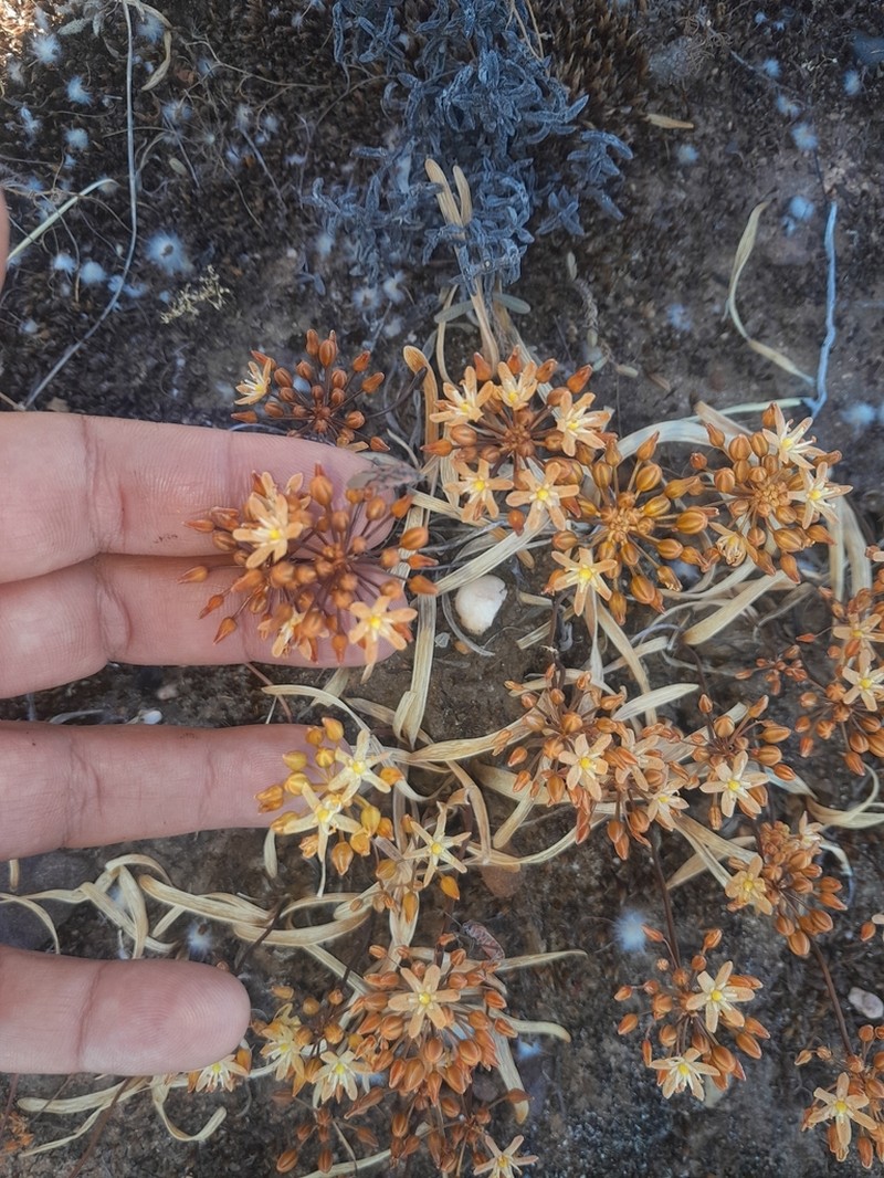 Drimia ecklonii photo 4