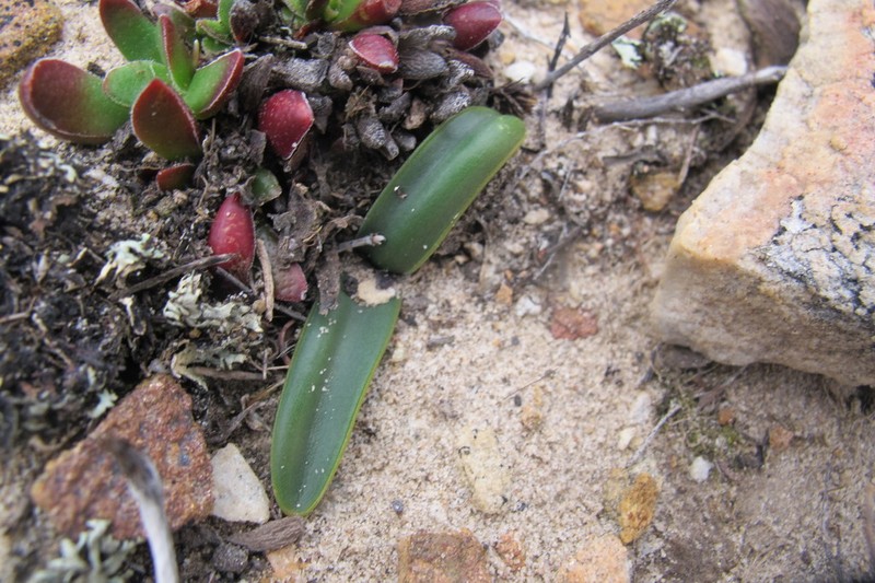 Drimia ecklonii photo 5