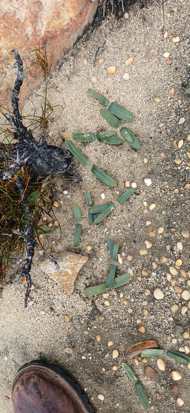 Drimia ecklonii photo 7