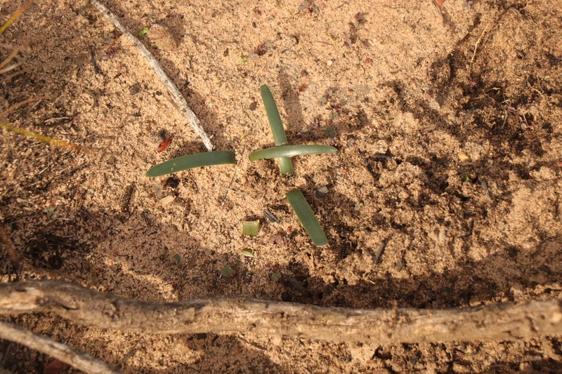 Drimia ecklonii photo 8