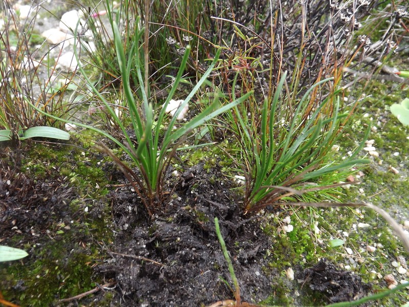 Drimia juncifolia