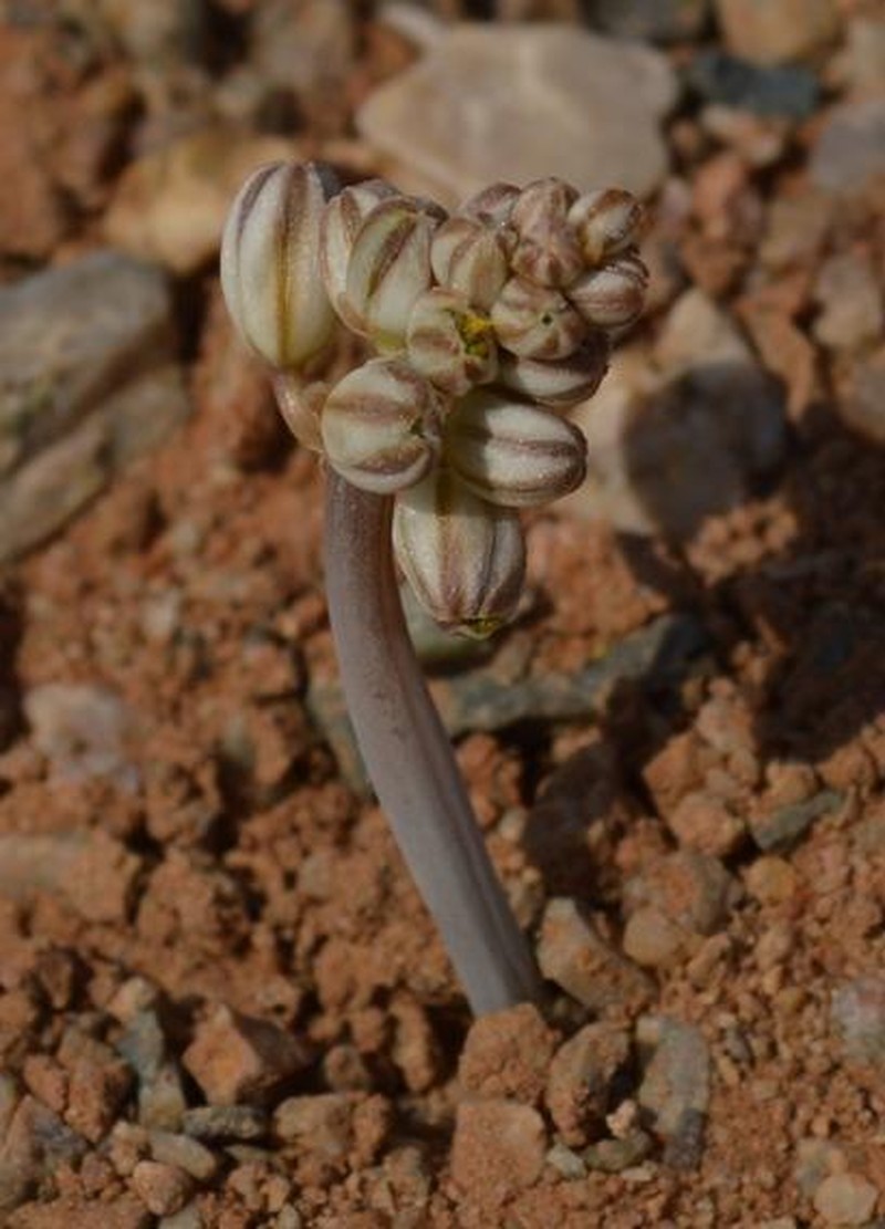 Drimia khubusensis