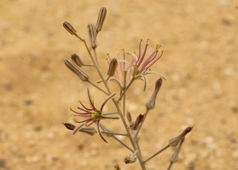 Drimia palaestina