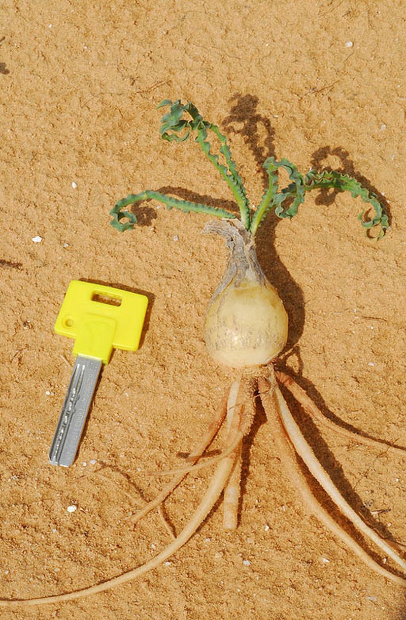 Drimia palaestina photo 2