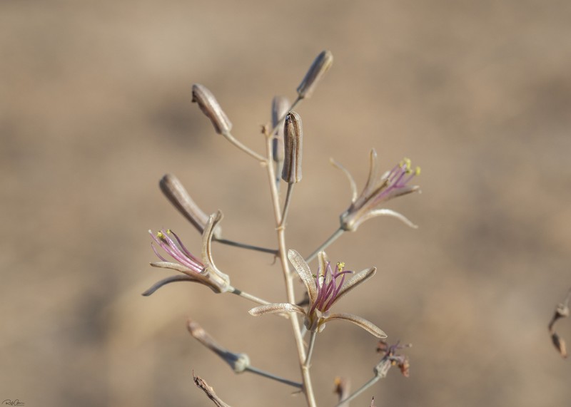 Drimia palaestina photo 3