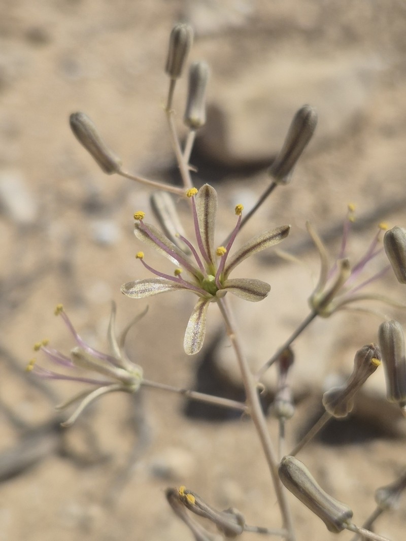 Drimia palaestina photo 4