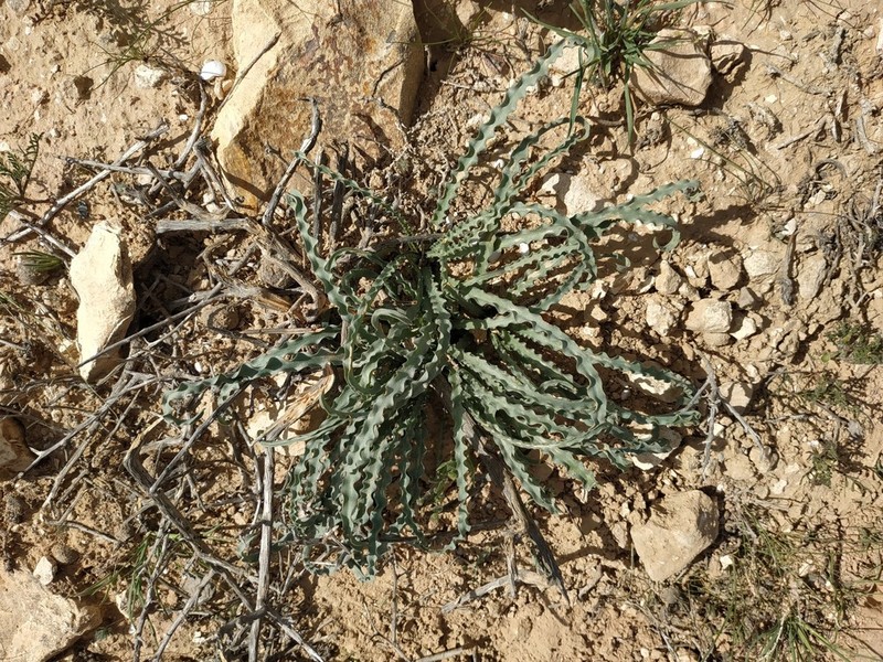 Drimia palaestina photo 5
