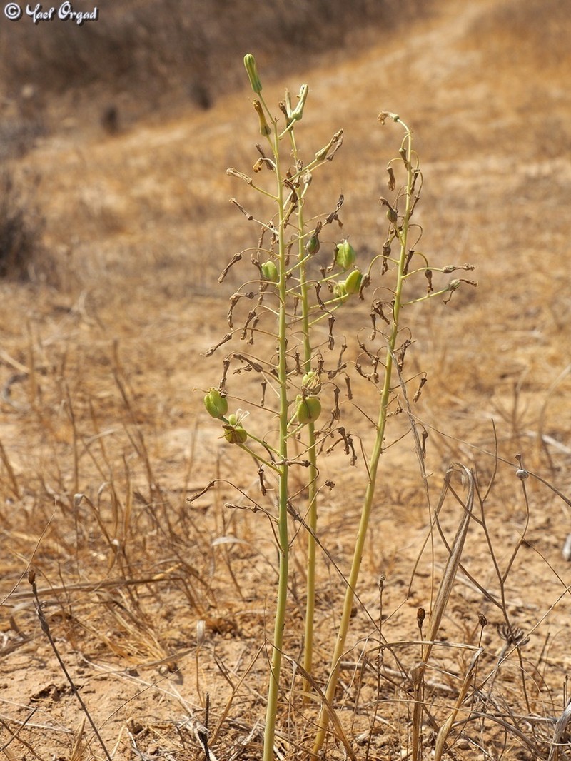 Drimia palaestina photo 6