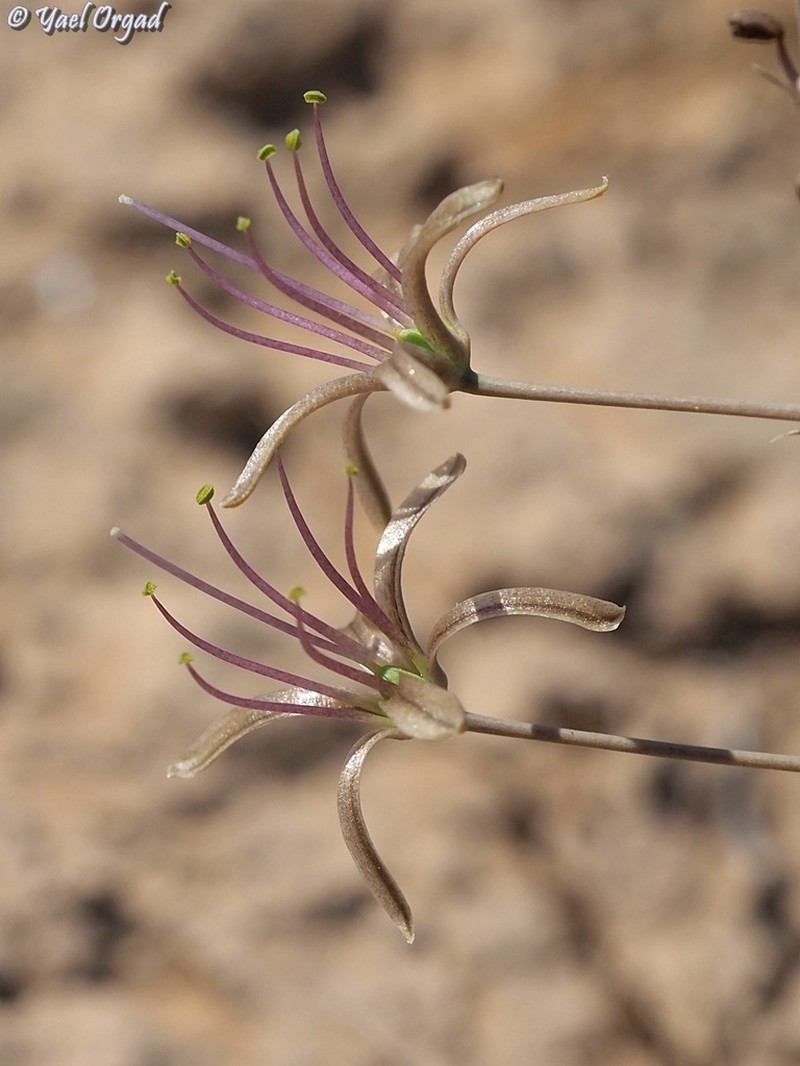Drimia palaestina photo 7