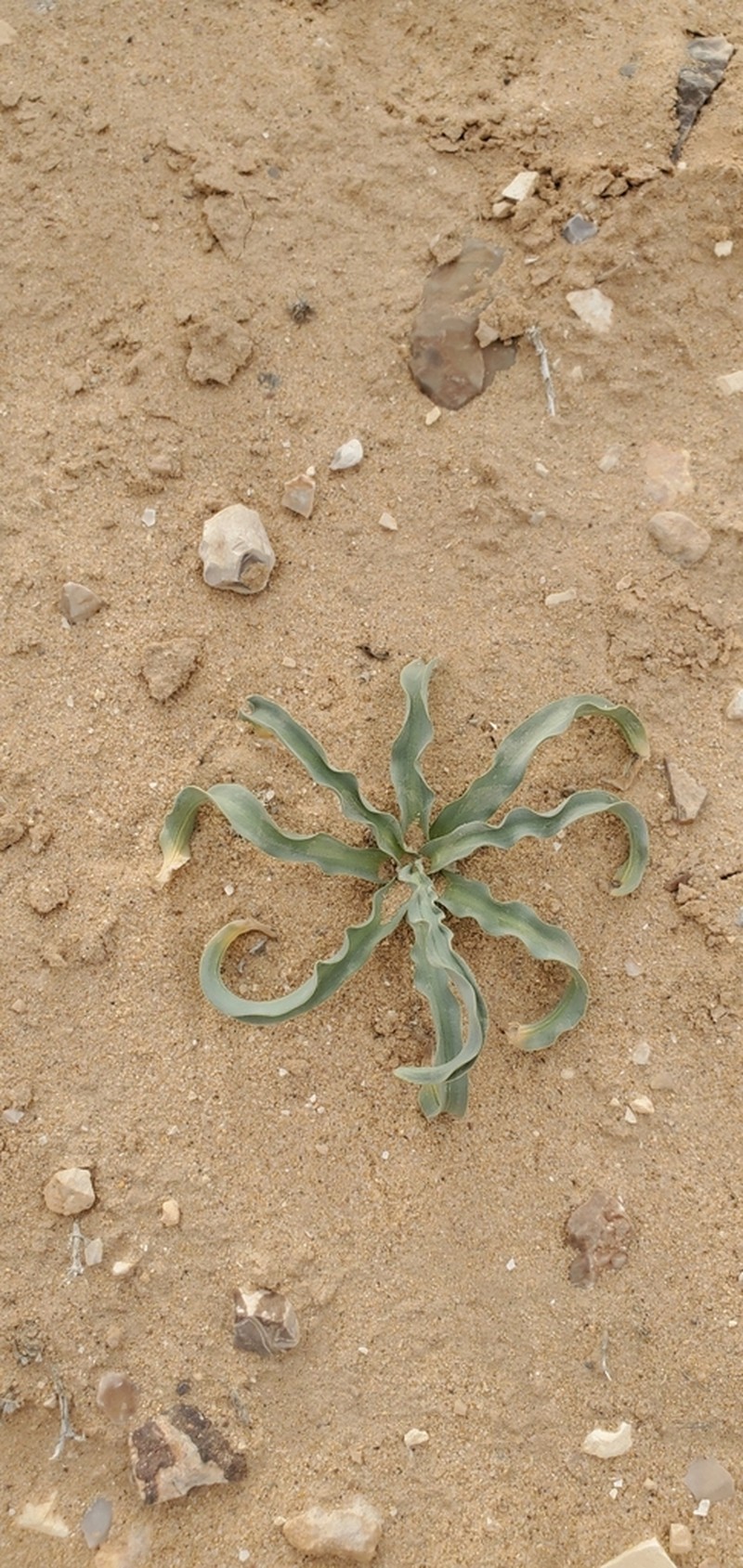 Drimia palaestina photo 8