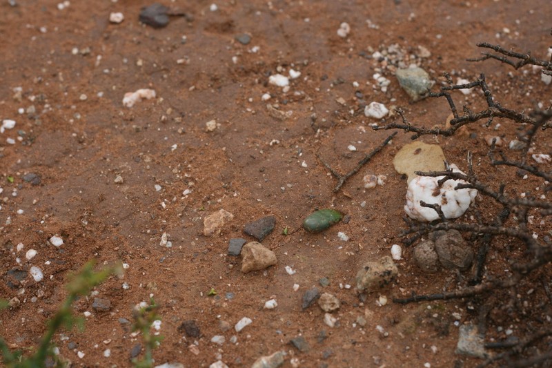 Drimia pinguis