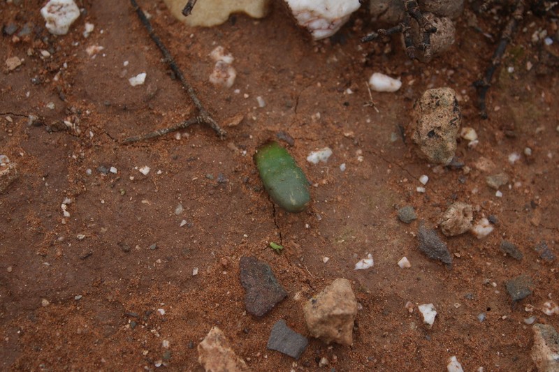 Drimia pinguis photo 2
