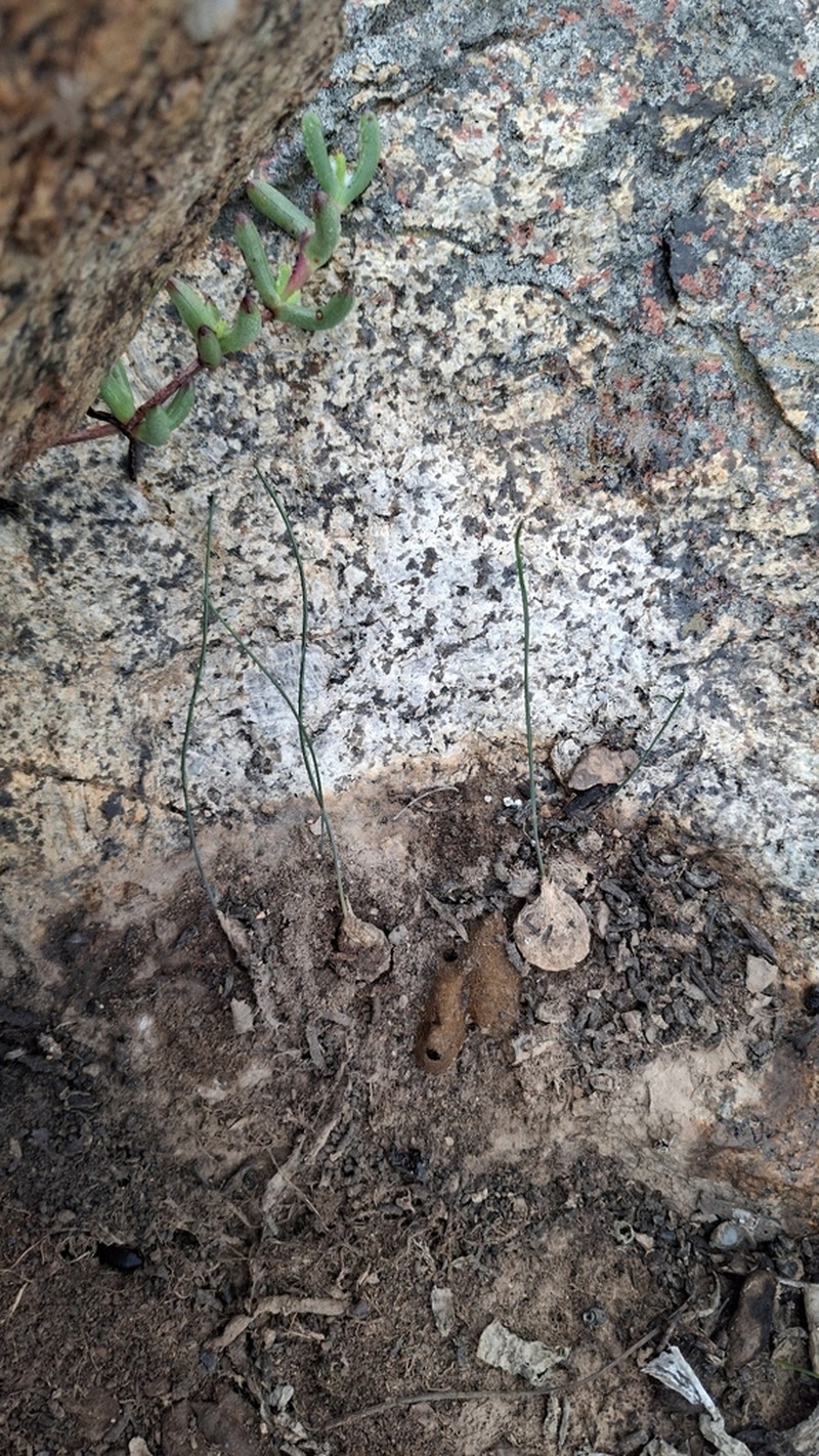 Drimia schizobasoides
