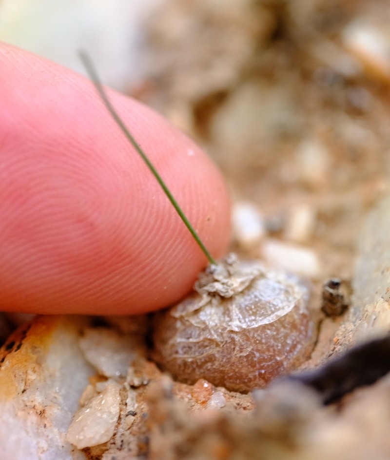 Drimia schizobasoides photo 2