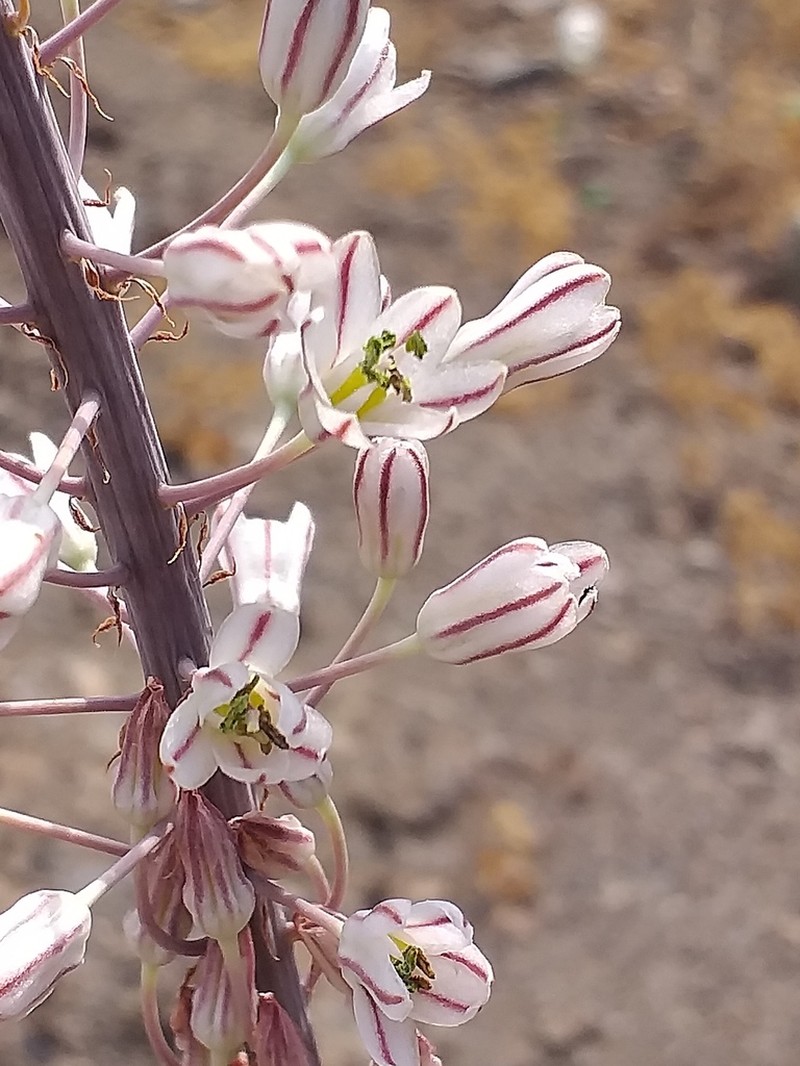 Drimia secundiflora