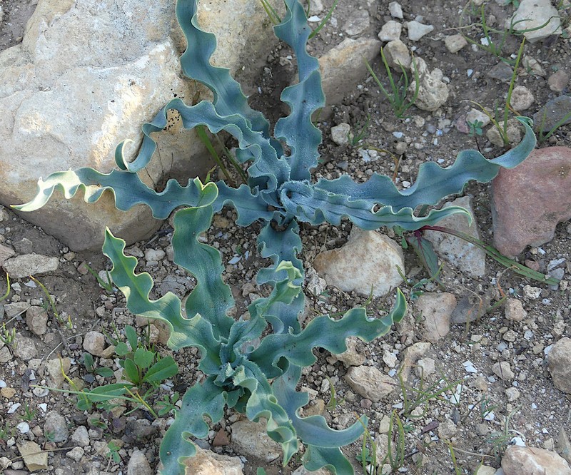 Drimia serotina