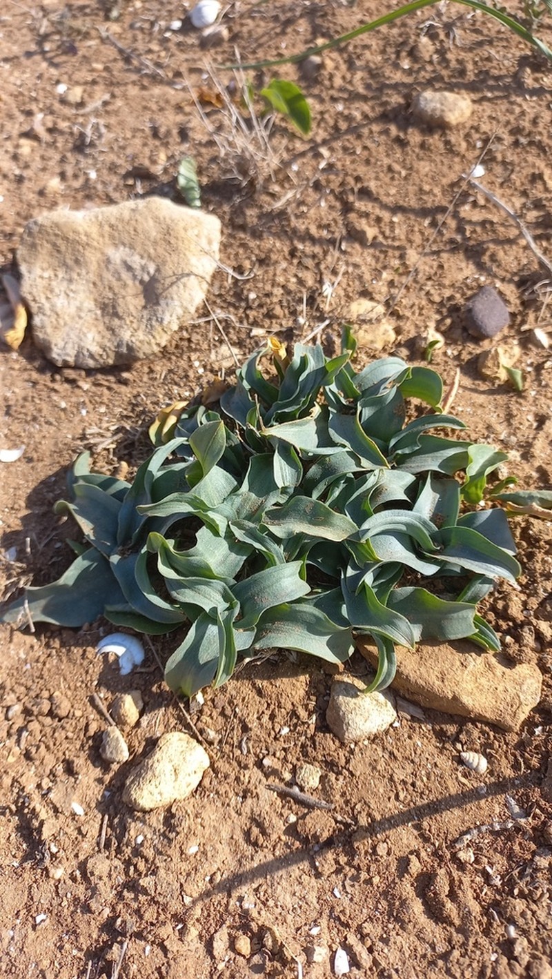 Drimia serotina photo 2
